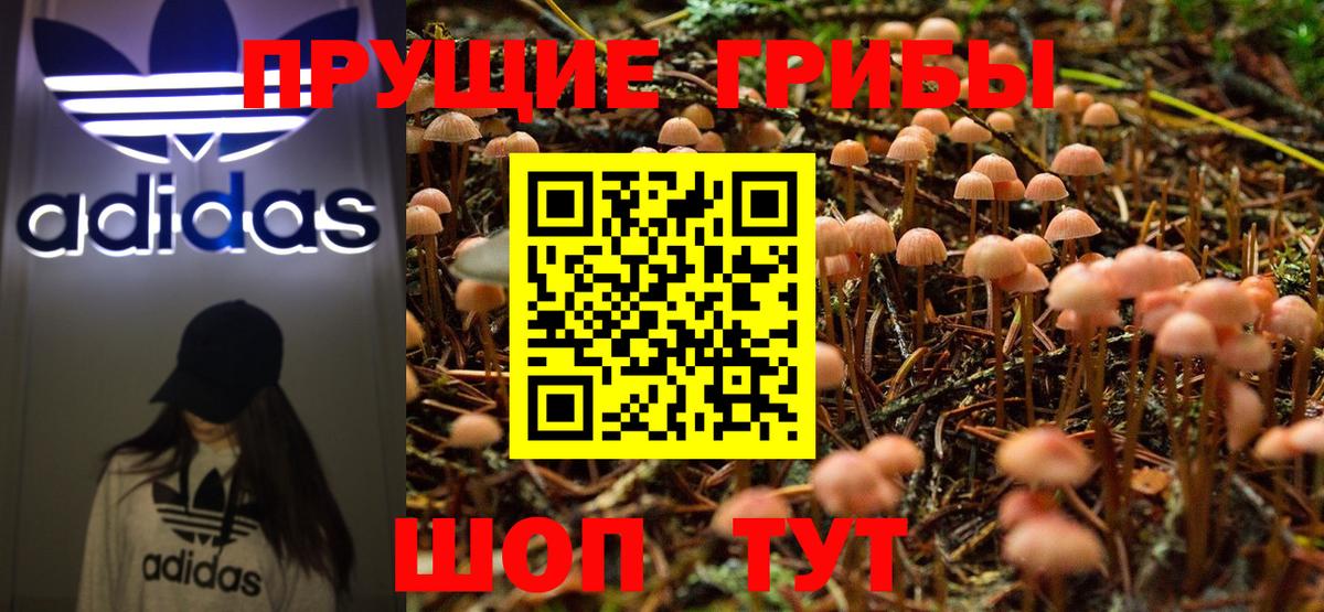 Тосно  Галлюциногенные грибы Psilocybe  Вход с VPN 